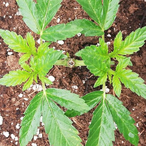 GorillaGirl growlog timeline photo
