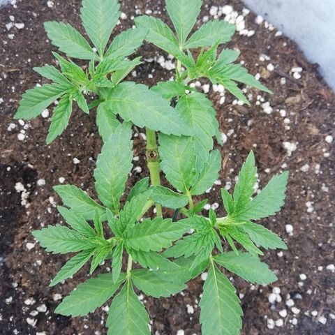 GorillaGirl growlog timeline photo