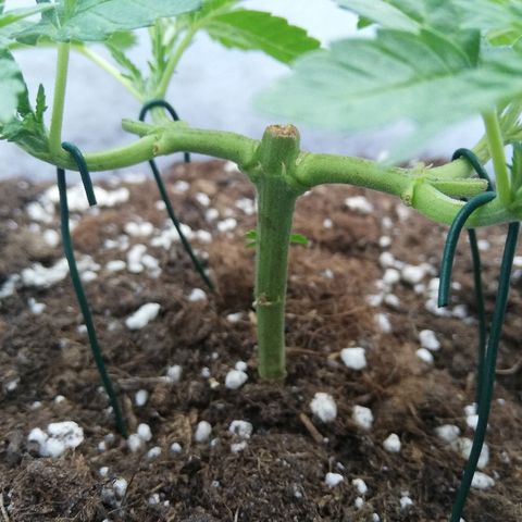 GorillaGirl growlog timeline photo