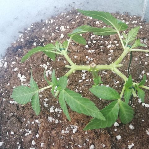 GorillaGirl growlog timeline photo