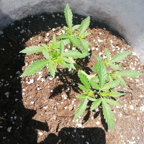 GorillaGirl growlog timeline photo