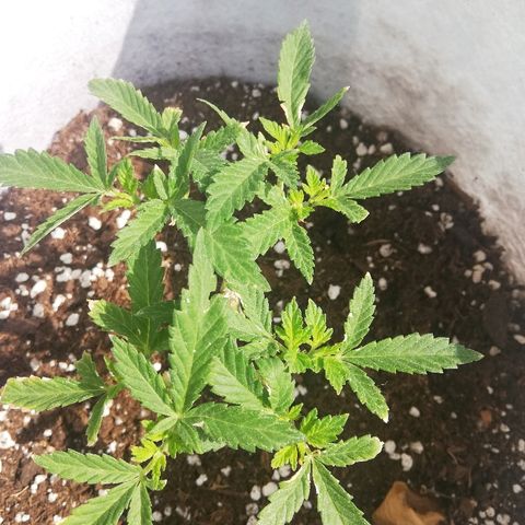 GorillaGirl growlog timeline photo