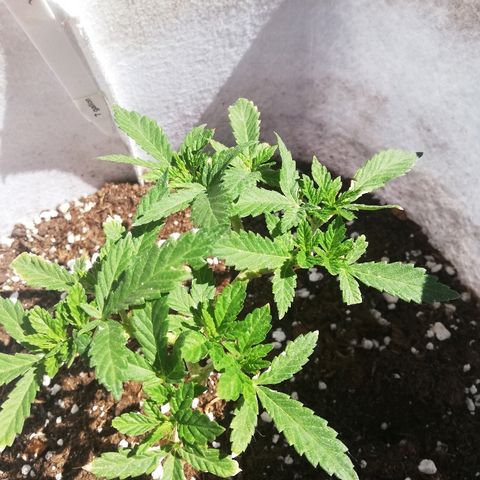 GorillaGirl growlog timeline photo