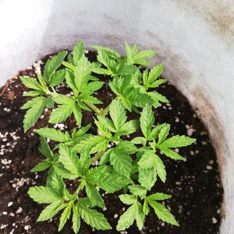 GorillaGirl growlog timeline photo