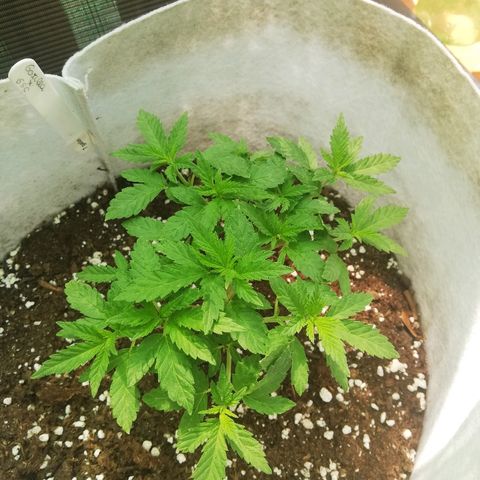 GorillaGirl growlog timeline photo