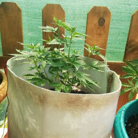 GorillaGirl growlog timeline photo