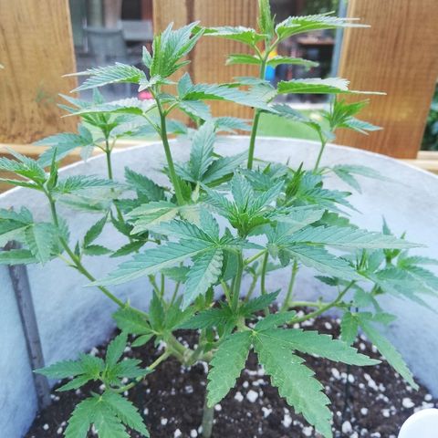 GorillaGirl growlog timeline photo