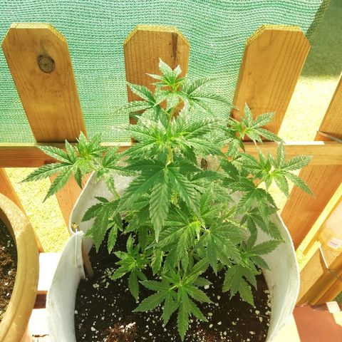 GorillaGirl growlog timeline photo