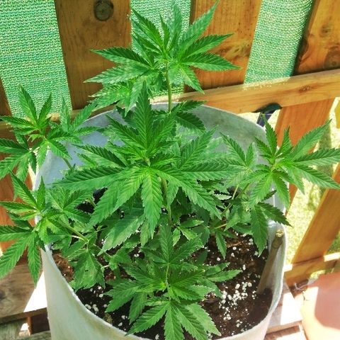 GorillaGirl growlog timeline photo