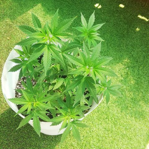 GorillaGirl growlog timeline photo