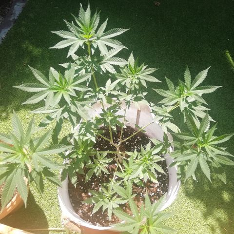 GorillaGirl growlog timeline photo