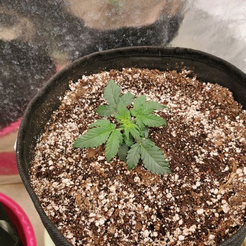 Инна growlog timeline photo