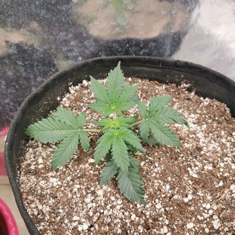 Инна growlog timeline photo