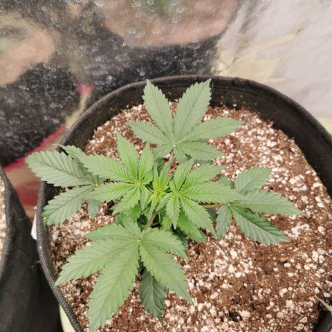 Инна growlog timeline photo