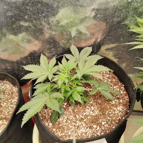 Инна growlog timeline photo