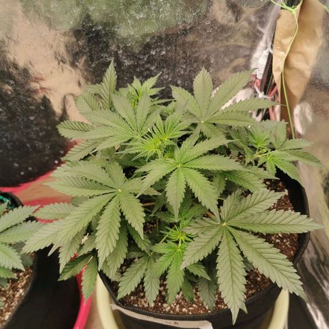 Инна growlog timeline photo