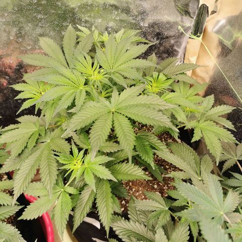 Инна growlog timeline photo