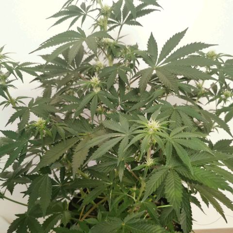 Инна growlog timeline photo