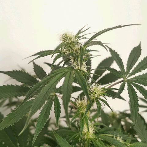 Инна growlog timeline photo