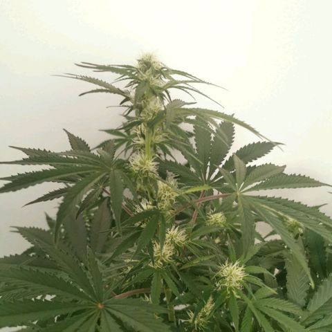 Инна growlog timeline photo