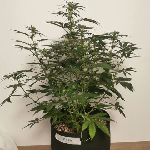Инна growlog timeline photo