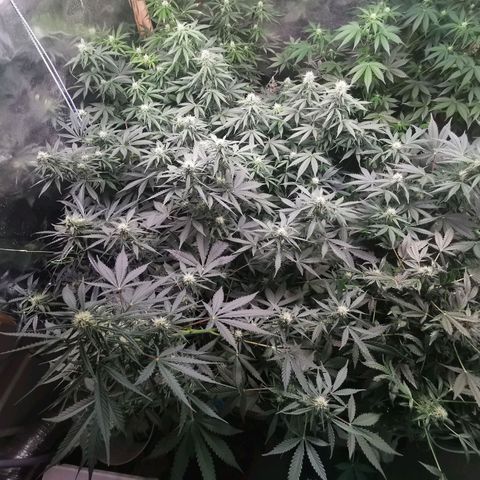 Инна growlog timeline photo