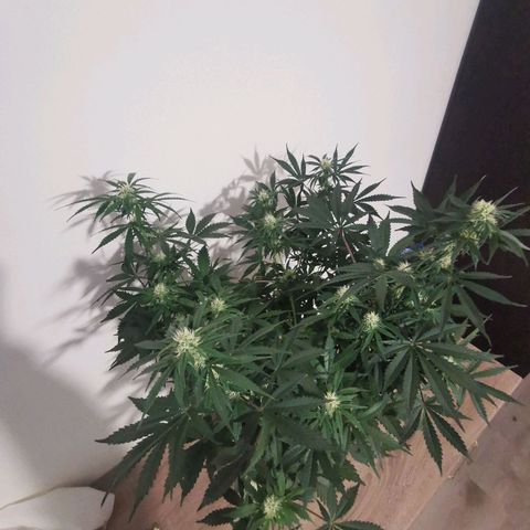Инна growlog timeline photo