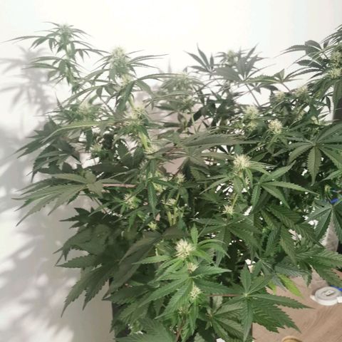 Инна growlog timeline photo