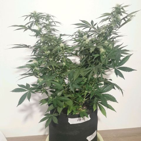 Инна growlog timeline photo