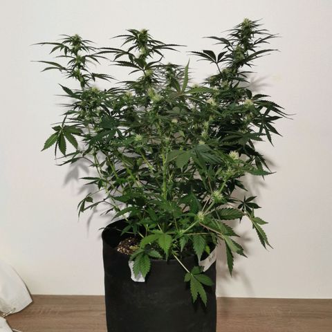 Инна growlog timeline photo