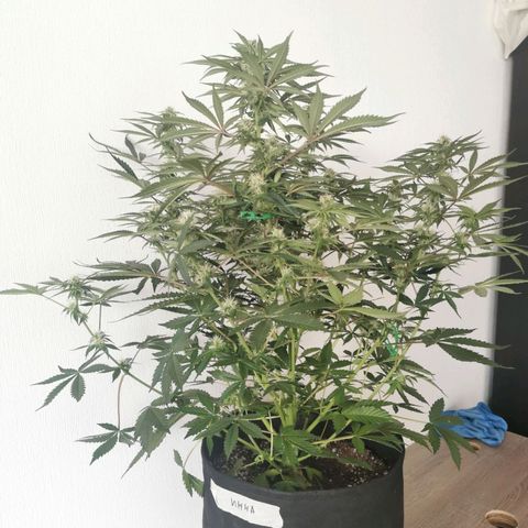 Инна growlog timeline photo