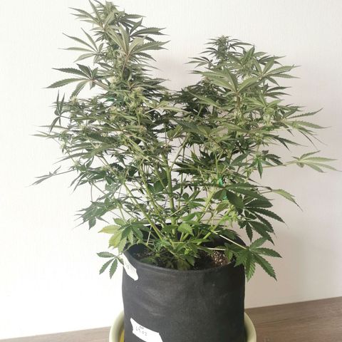 Инна growlog timeline photo
