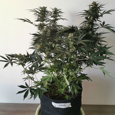Инна growlog timeline photo