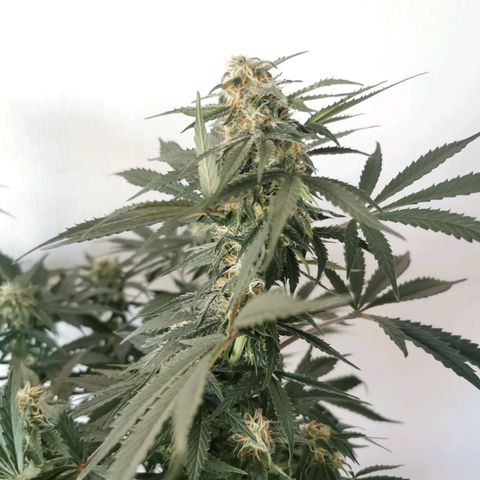 Инна growlog timeline photo