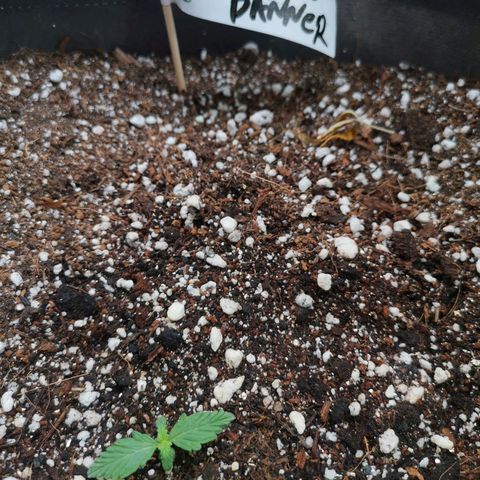 Брюс growlog timeline photo