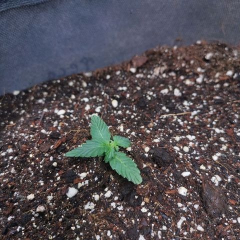 Феся growlog timeline photo