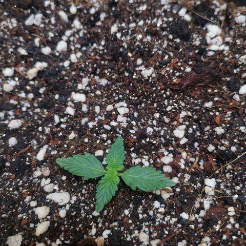 Брюс growlog timeline photo