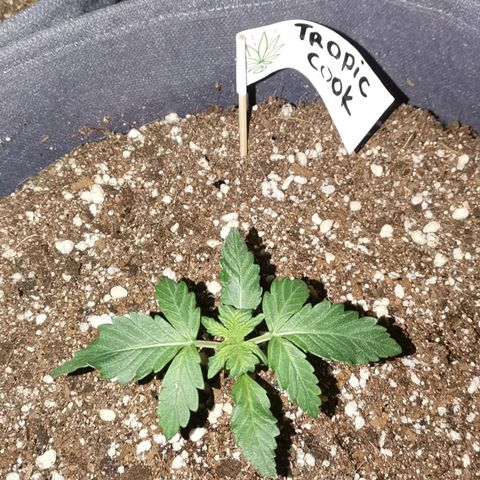 Печенька growlog timeline photo
