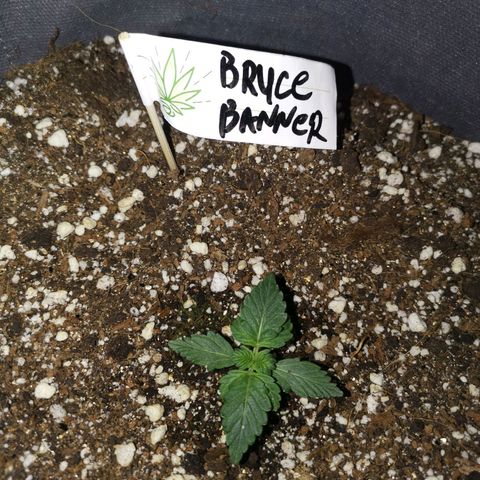 Брюс growlog timeline photo