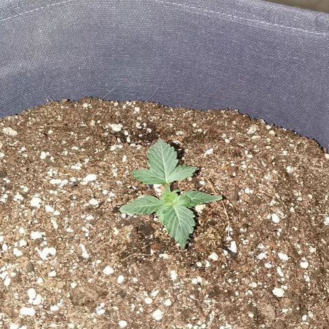 Феся growlog timeline photo