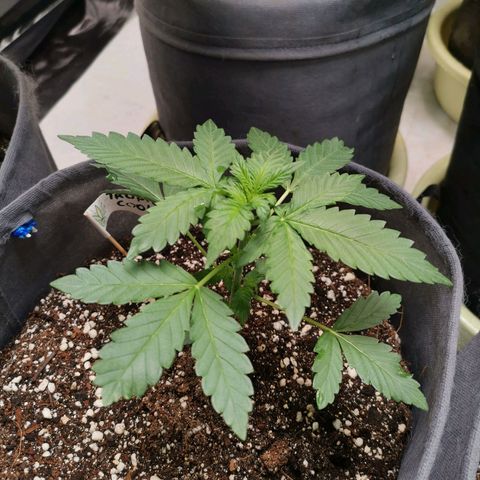 Печенька growlog timeline photo