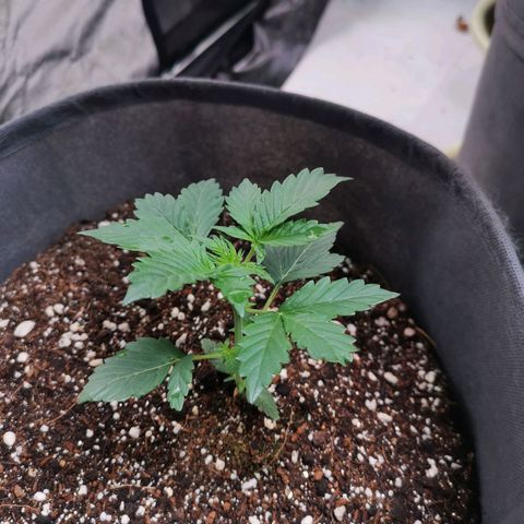 Феся growlog timeline photo