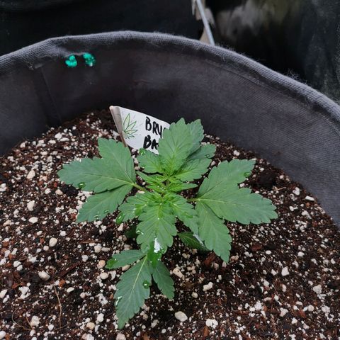 Брюс growlog timeline photo