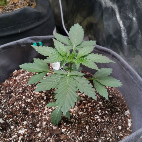 Брюс growlog timeline photo