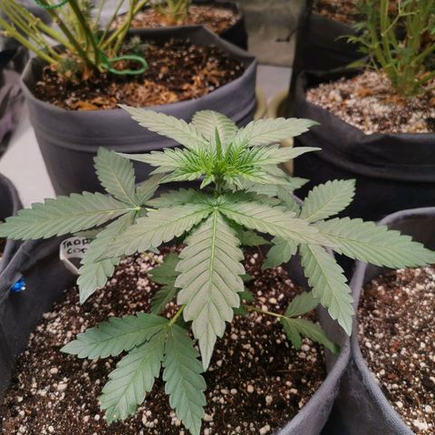 Печенька growlog timeline photo