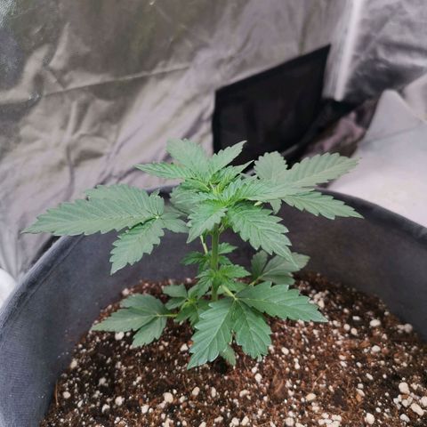 Феся growlog timeline photo