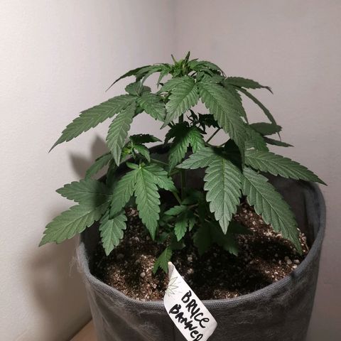 Брюс growlog timeline photo