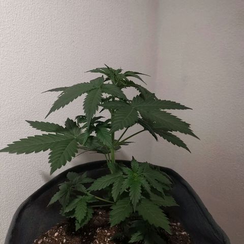 Феся growlog timeline photo