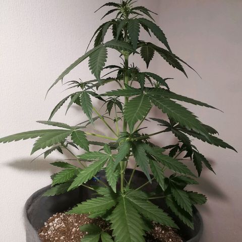 Печенька growlog timeline photo