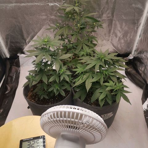 Феся growlog timeline photo